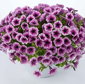 Петуния (сурфиния) гибридная 'Литлтуния Пинк Вейн' (розовая с прож.)