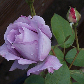 Роза 'Голубая Лагуна' (чайно-гибридная)