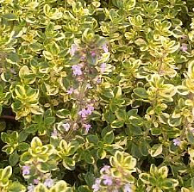 Тимьян лимоннопахнущий 'Голден Кинг'