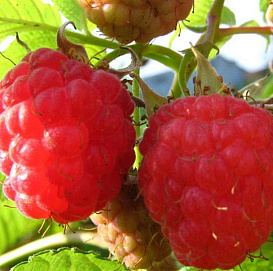 Малина 'Метеор'