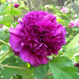 Пион древовидный 'Дак Блэк-Пурпл' (пурпурный)