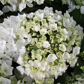 Гортензия крупнолистная 'Холибел'