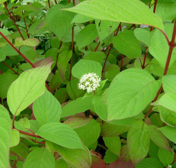 Дерен белый 'Вестонбирт'