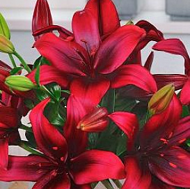 Лилия 'Форейнджер' (вишнево - красная)