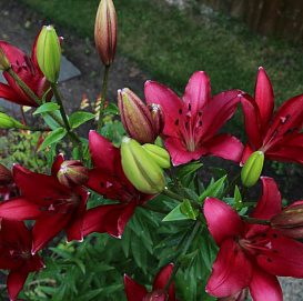 Лилия 'Фангио' (темно вишневая)