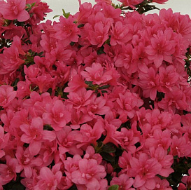 Рододендрон гибридный 'Гислинде' (карминно-розовый)