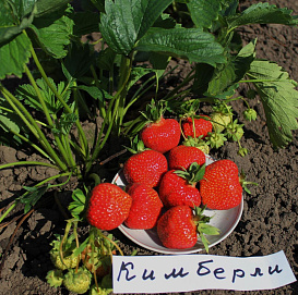 Земляника (клубника) 'Кимберли'