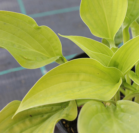 Хоста Зибольда