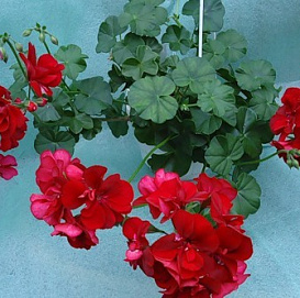 Пеларгония плющелистная 'Гранатит' (ярко-красная)