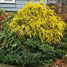 Кипарисовик горохоплодный 'Филифера Аурея'