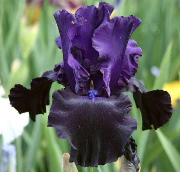 Ирис германский (бородатый) 'Блэк Дрэгон' 