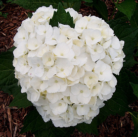 Гортензия крупнолистная 'Мадам Эмили Муиллер'