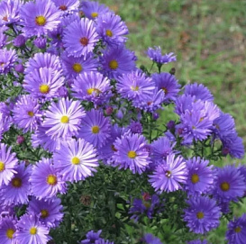 Астра альпийская 'Леди ин Блю'