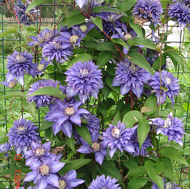 Клематис 'Мульти Блю'