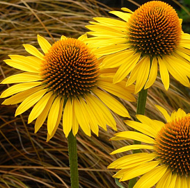 Эхинацея странная