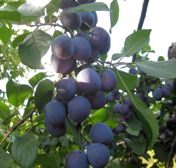 Слива 'Гармония'