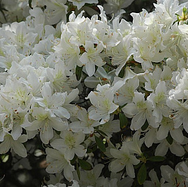 Рододендрон японский (азалия) 'Палестрина' (белый)