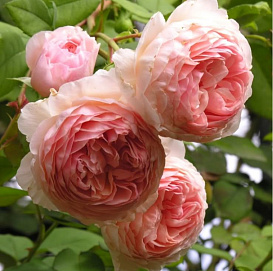 Роза 'Вильям Моррис' (английская) (розовая)