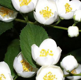 Чубушник 'Бялый Каржел'