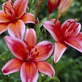 Лилия 'Электрик Ред' (карминово - красная)