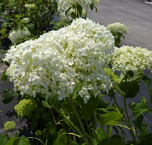 Гортензия древовидная 