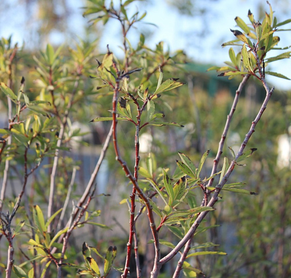 Ива тонкостолбиковая (черноколосовидная Куроме) 'Меланостахис'