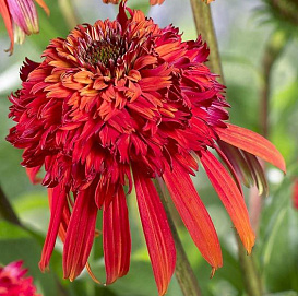 Эхинацея пурпурная 'Томато Соуп'