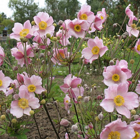 Анемона хупейская