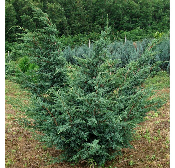 Можжевельник китайский 'Блу Альпс'