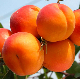 Абрикос 'Фаворит'