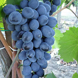 Виноград 'Молдова'