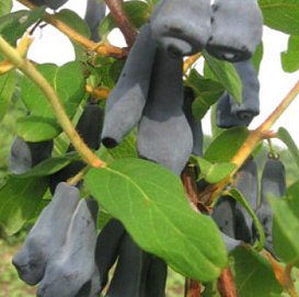 Жимолость съедобная 'Дочь Великана'