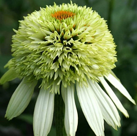 Эхинацея пурпурная 'Коконат Лайм'