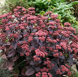 Седум гибридный (Очиток) 'Джози Аубергайн'