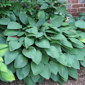 Хоста гибридная (вздутая, волнистая) 'Гиацинтина'