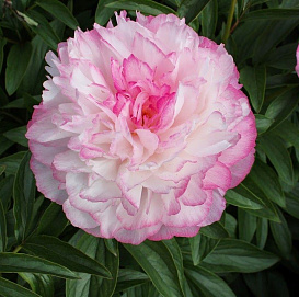 Пион молочноцветковый 'Джокер' (светло-розовый)