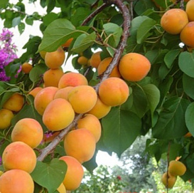 Абрикос 'Сын Краснощекого'