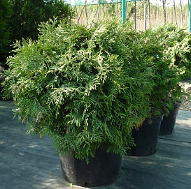 Туя западная 'Глобоза Компакта'