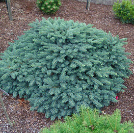 Ель колючая 'Вальдбрунн'