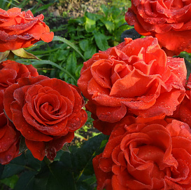 Роза 'Эль Торо' (чайно-гибридная) (алая)