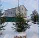 Фотоальбом Хвойные деревья с комом для зимней посадки. Ель, сосна. Фотография 12