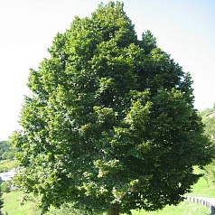 Липа крупнолистная 'Фаворит'