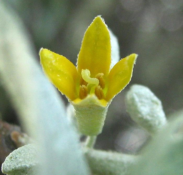 Лох узколистный (маслина)