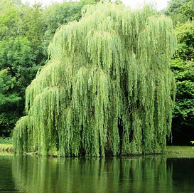 Ива гибридная (белая) 'Памяти Миндовского'