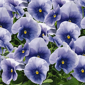 Виола Виттрока 'Инспайр Лайт Блу' (голубая)