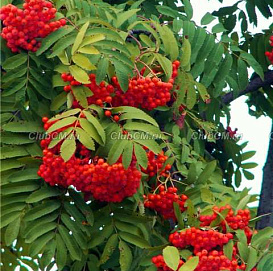 Рябина плодовая 'Вефед'