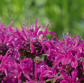 Монарда двойчатая (гибридная) 'Мелуа Вайолет'