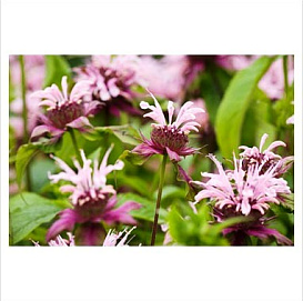 Монарда трубчатая 'Бьюти оф Кобэм'