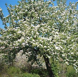 Груша обыкновенная