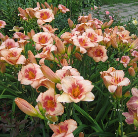 Лилейник гибридный 'Стравберри Кэнди'